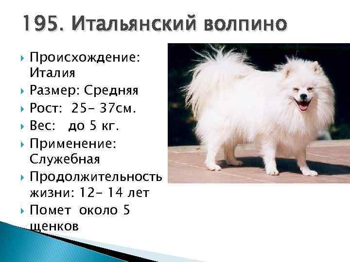 Окрасы шпицев: белые, черные, рыжие, шоколадные, коричневые, кремовые, подпалые, голубые и другие расцветки щенков; фото, описаниеи и видео