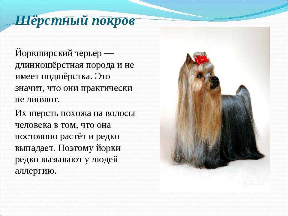 Йоркширский терьер (йорк): описание породы собаки, фото, характер, уход и содержание, щенки