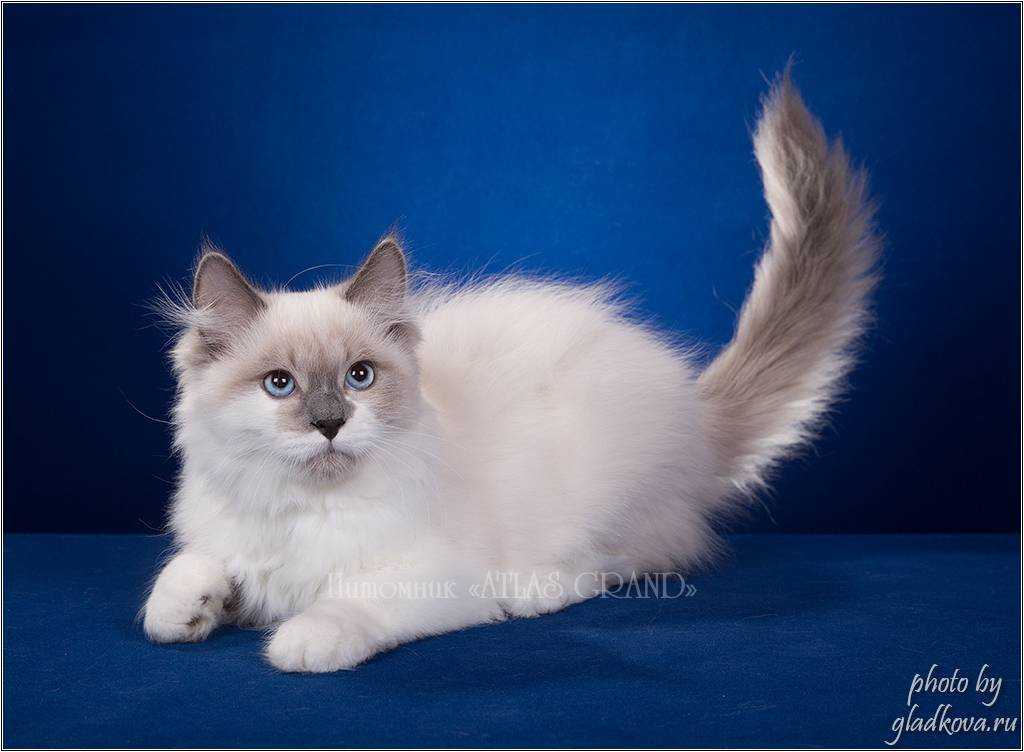 Невская маскарадная кошка  фото, описание породы, характер, уход, имена