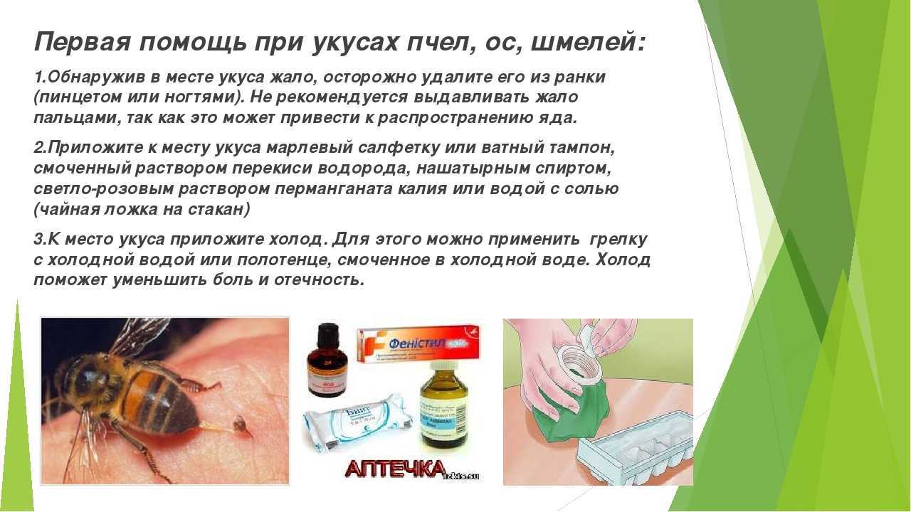 Укус шмеля: чем опасен яд и последствия для человека