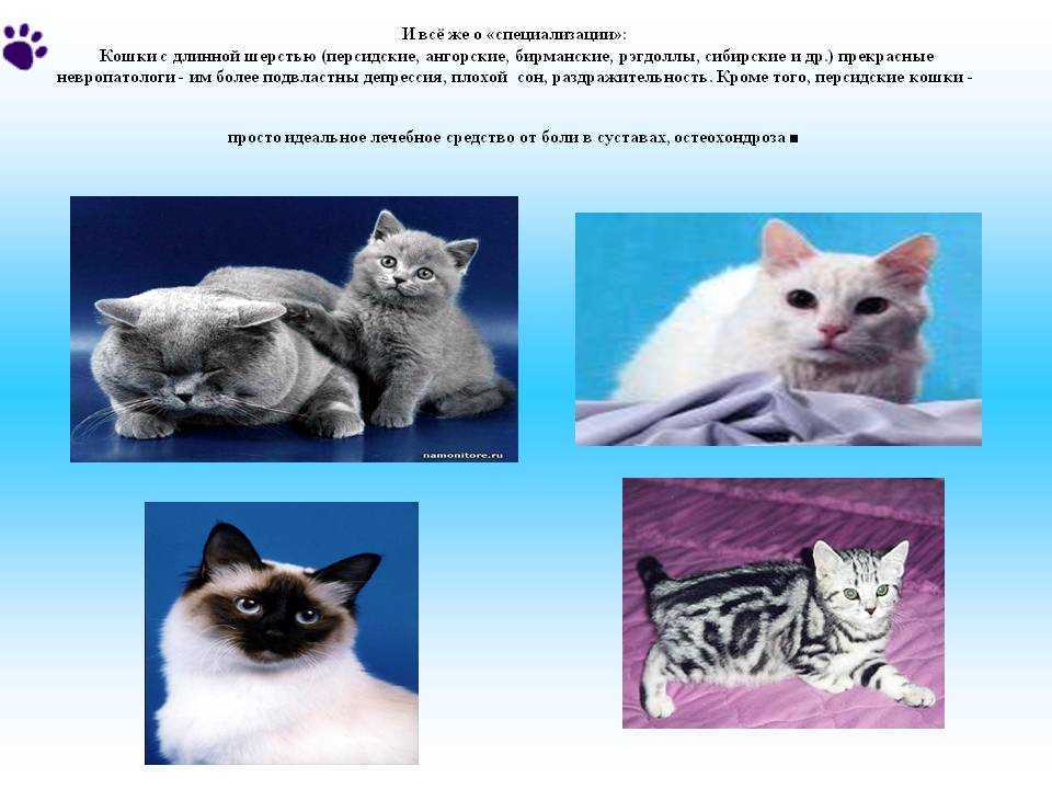 Рэгдолл кошка: фото, описание породы, характер, окрасы, чем кормить, уход и содержание