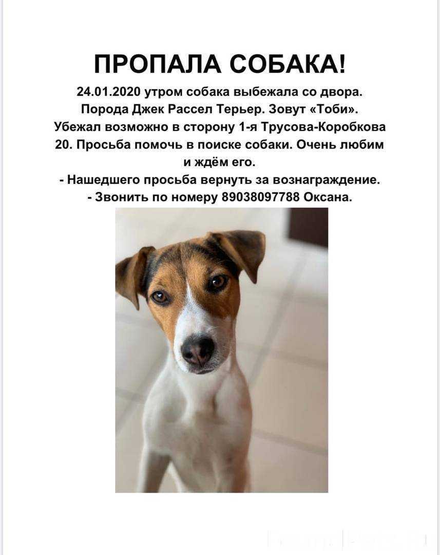 Джек-рассел-терьер - характер собаки, выращивание щенков и воспитание, тип шерсти и окрас, рацион питания