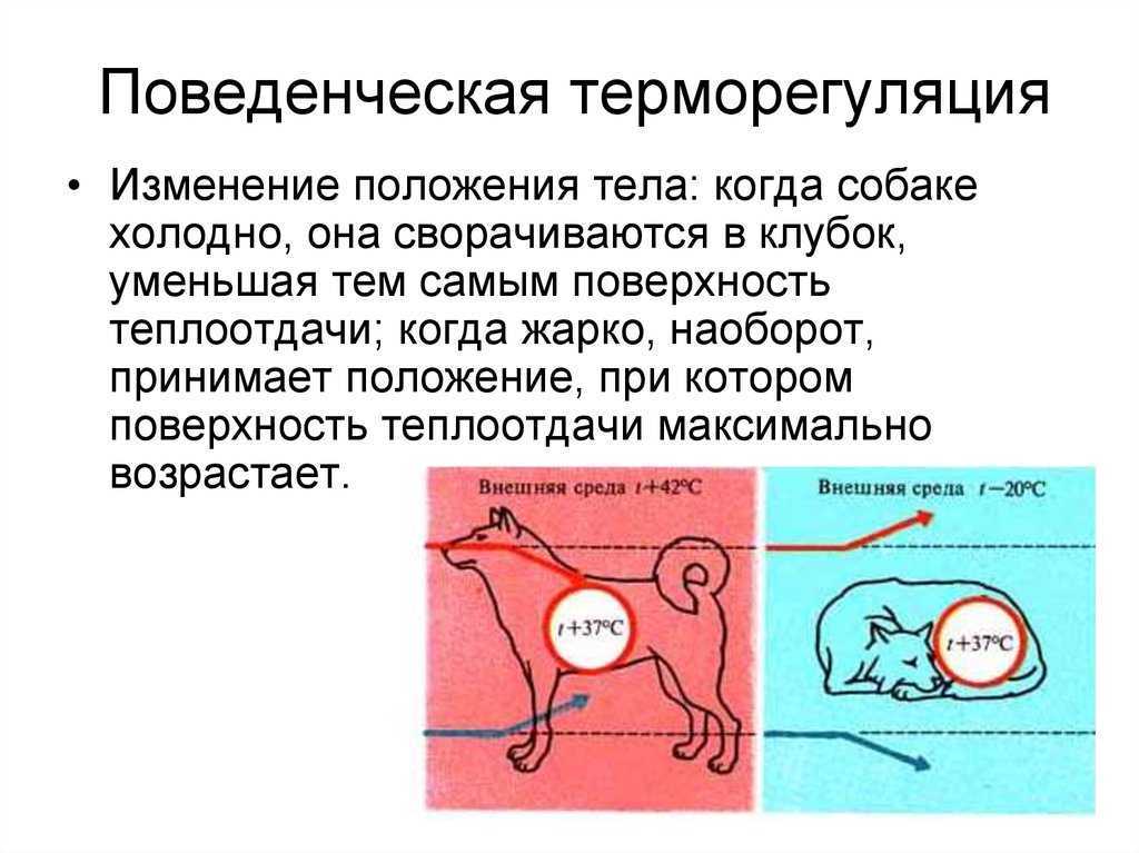 Потеют ли кошки: разбираемся в особенностях физиологии вашего питомца