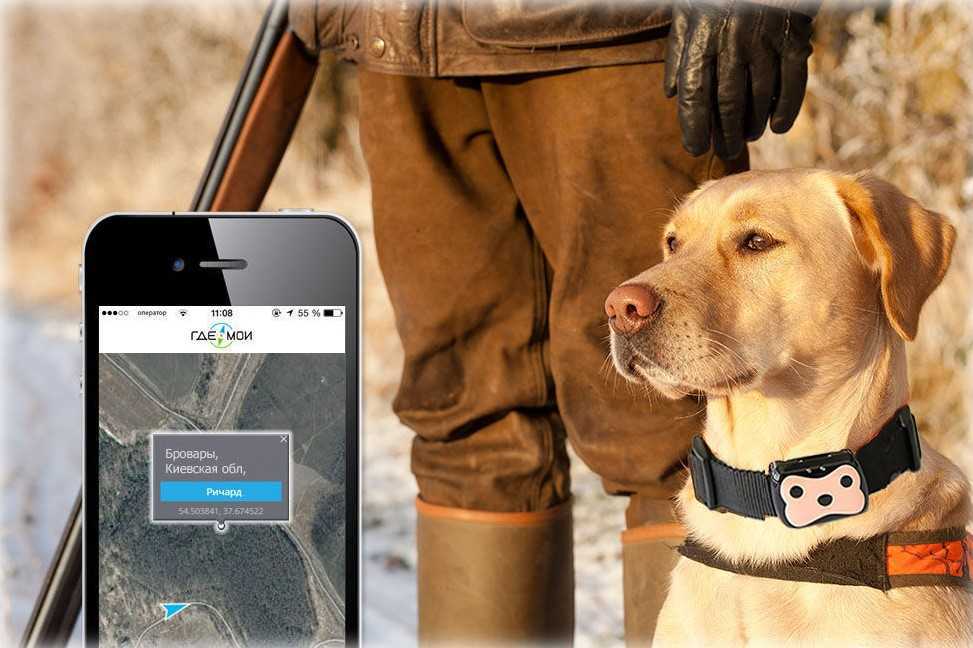 Как выбрать gps-трекер для собаки - лучшие модели gps ошейников