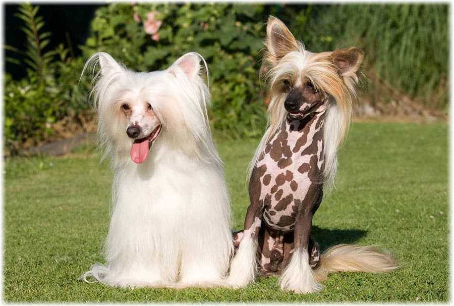 Китайская хохлатая собака: разновидности породы, описание, содержание