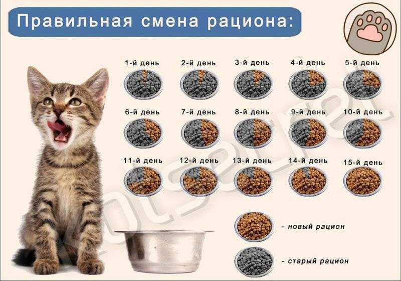 ᐉ как оградить собаку от поедания кошачьего корма - ➡ motildazoo.ru