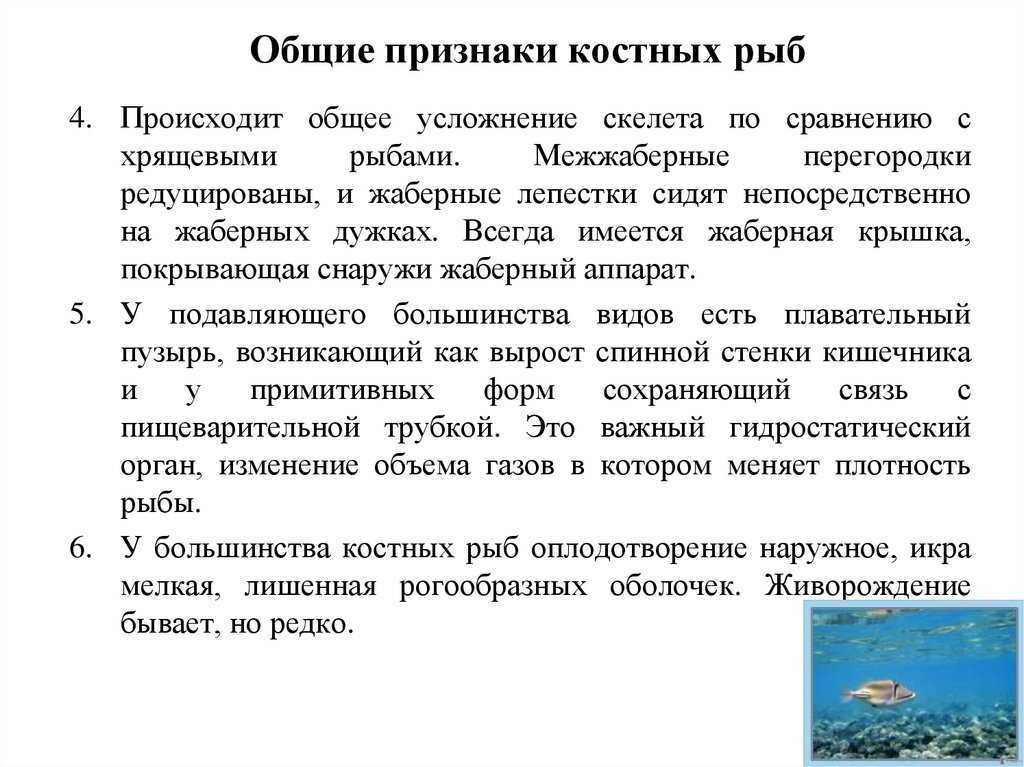 Костные рыбы