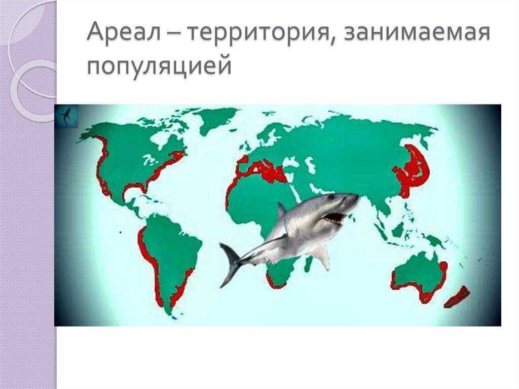 Манул