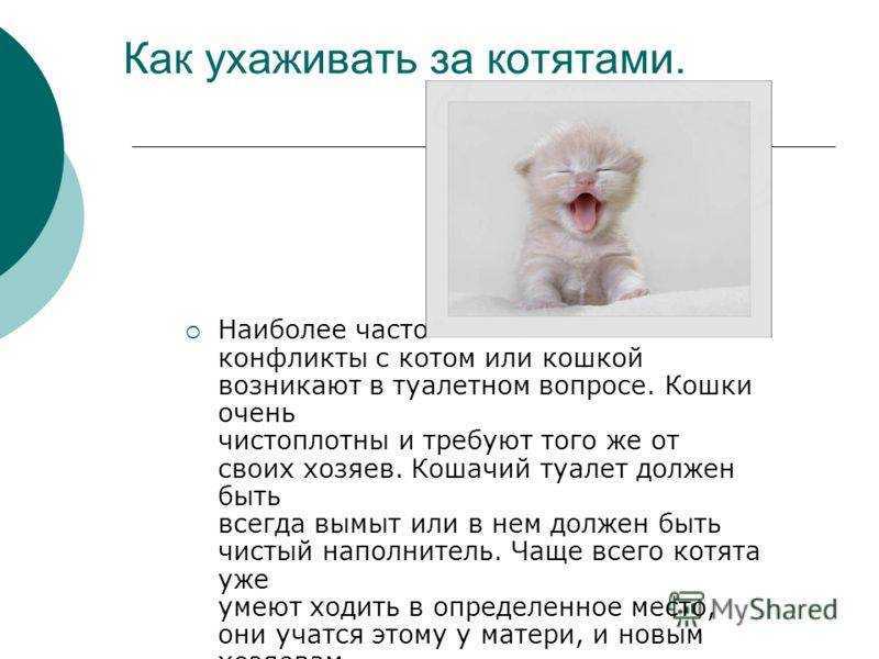 Как правильно почистить уши кошке? •