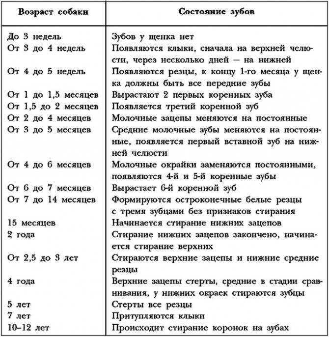 Статья о том, когда меняются молочные зубы у йоркширского терьера, как происходит смена зубов и что нужно знать, чтобы избежать проблем