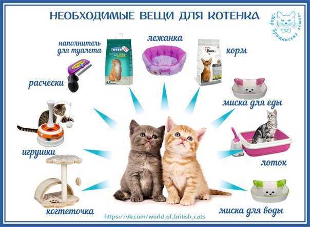 В каком возрасте можно забирать котят от кошки, когда их лучше отдавать?