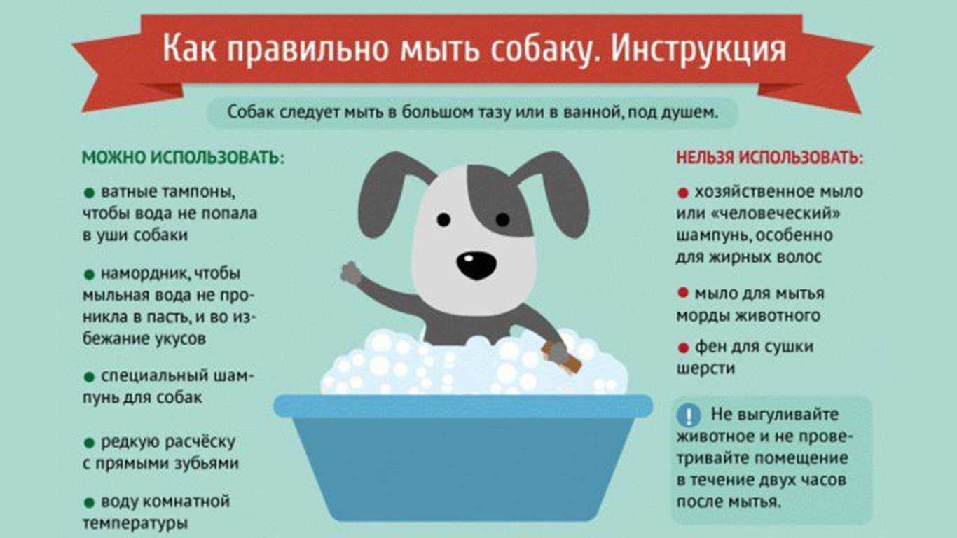 В этой статье представлены общие правила мытья животных, так как раздел, по сути, является вводным Независимо от того, какую собаку вы собираетесь мыть, перед