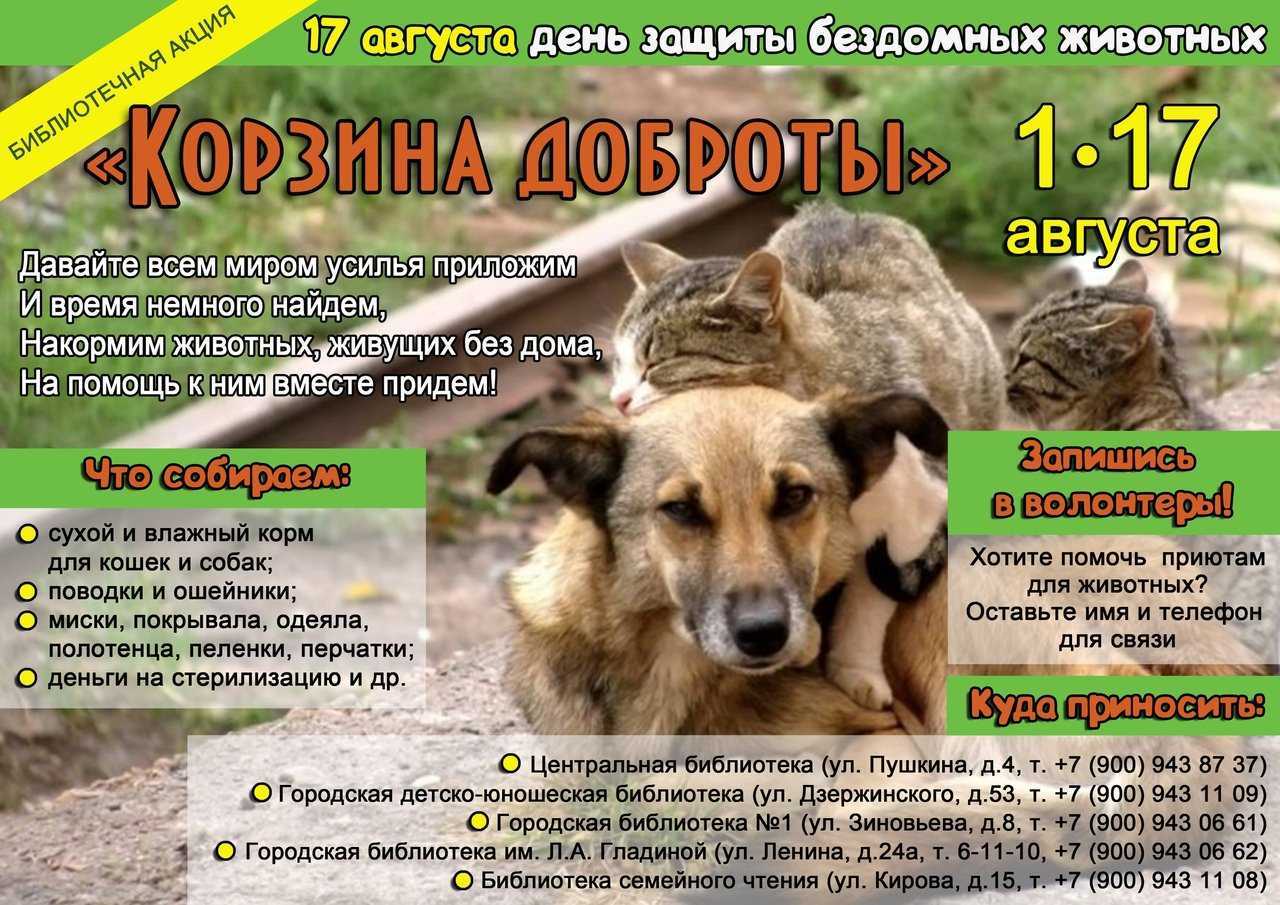 Бездомные животные: описание проблемы, приюты, помощь и рекомендации