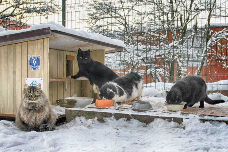 Мерзнут ли кошки зимой