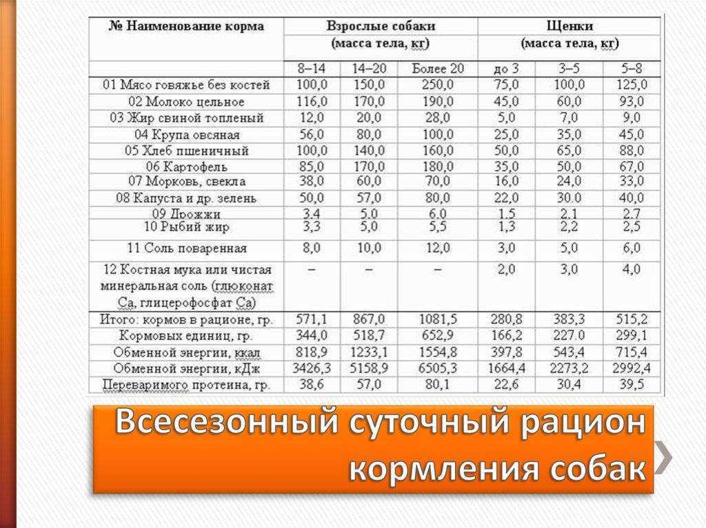 Чем кормить той-терьера: натуральное питание или сухой корм