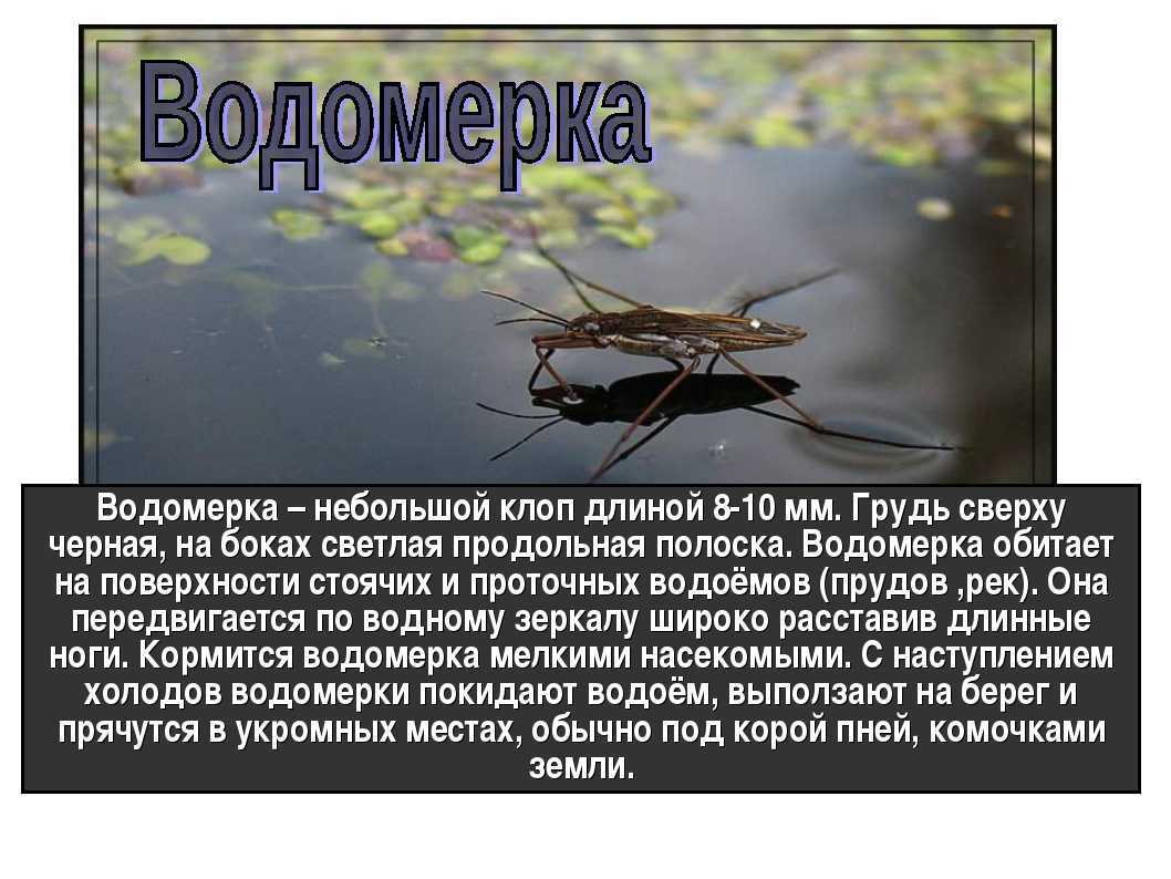 Где обитает и чем питается клоп водомерка. насекомое водомерка: описание клопа водомерки с фото и видео, почему она не тонет, и может ходить по воде. водомерка насекомое чем водомерки питаются
