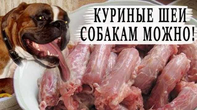 Говяжьи кости для собак: можно ли давать сырые или вареные ребра, хрящи и мосол? сколько нужно варить, какими нельзя кормить щенка и что делать, если он съел их?
