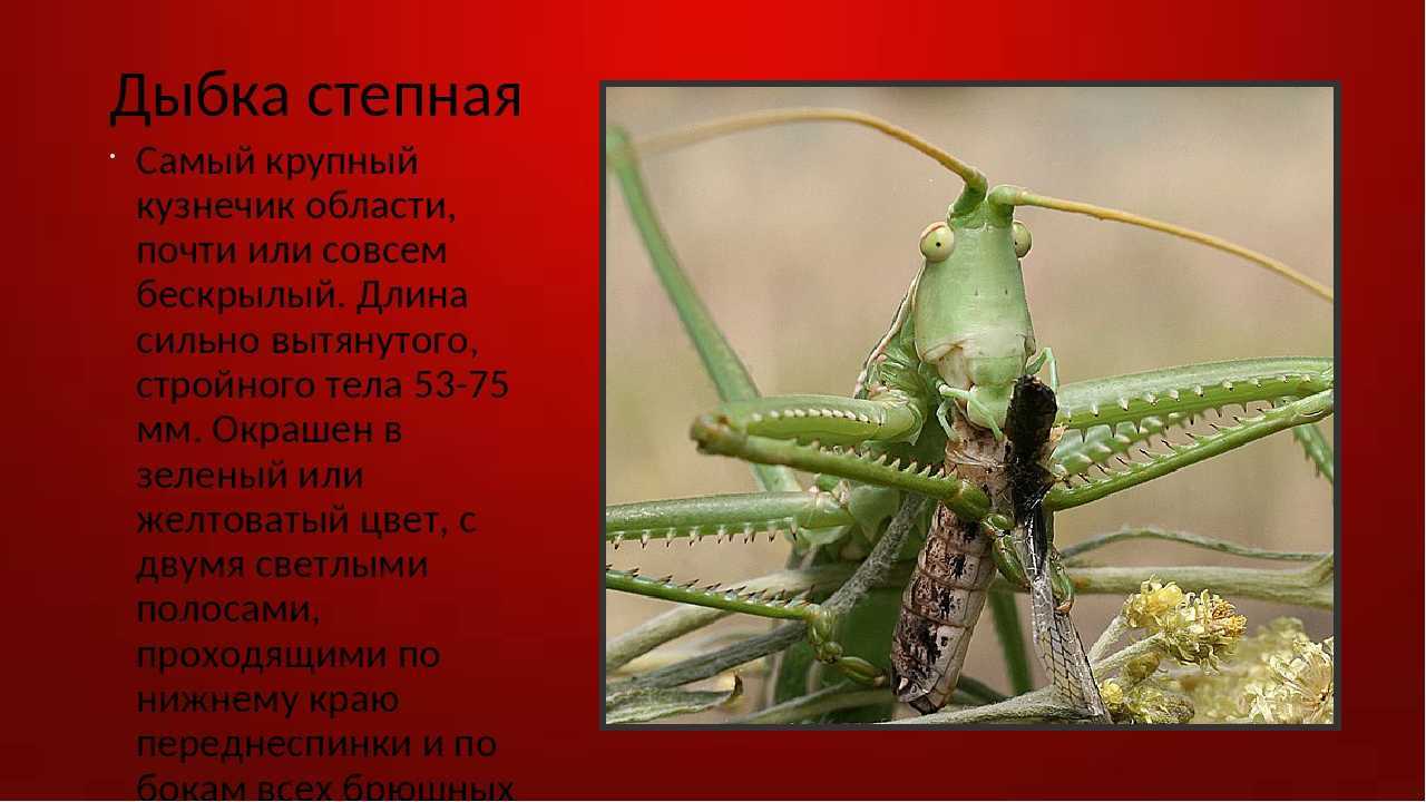Восточно-европейская равнина. география, характеристики