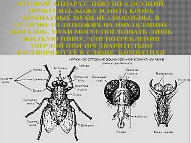 У большинства насекомых две пары крыльев, а у мух и комаров сохранилась только одна - передняя пара Вот почему ученые объединяют этих насекомых в одну группу -