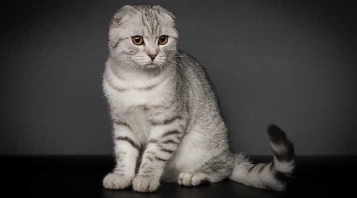 Самые популярные и особенные клички для шотландских вислоухих котов и кошек: описание породы