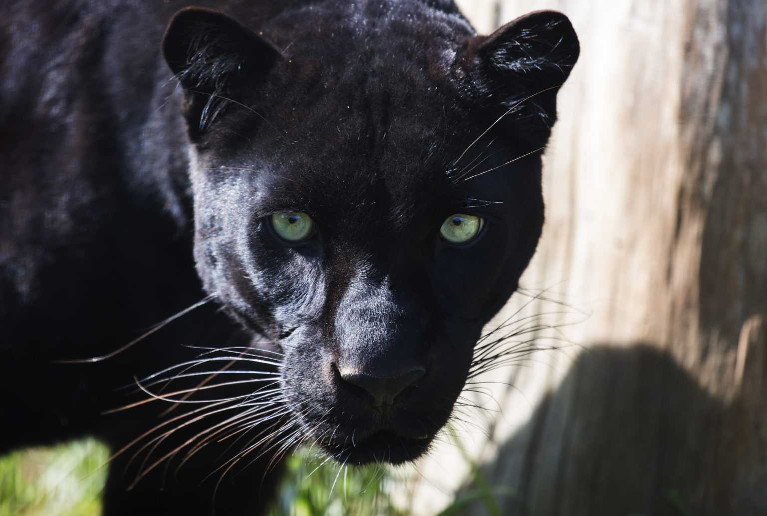 Черная пантера. образ жизни и среда обитания черной пантеры
