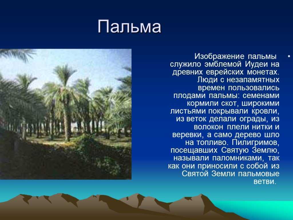 Удивительные растения нашей планеты: топ-10