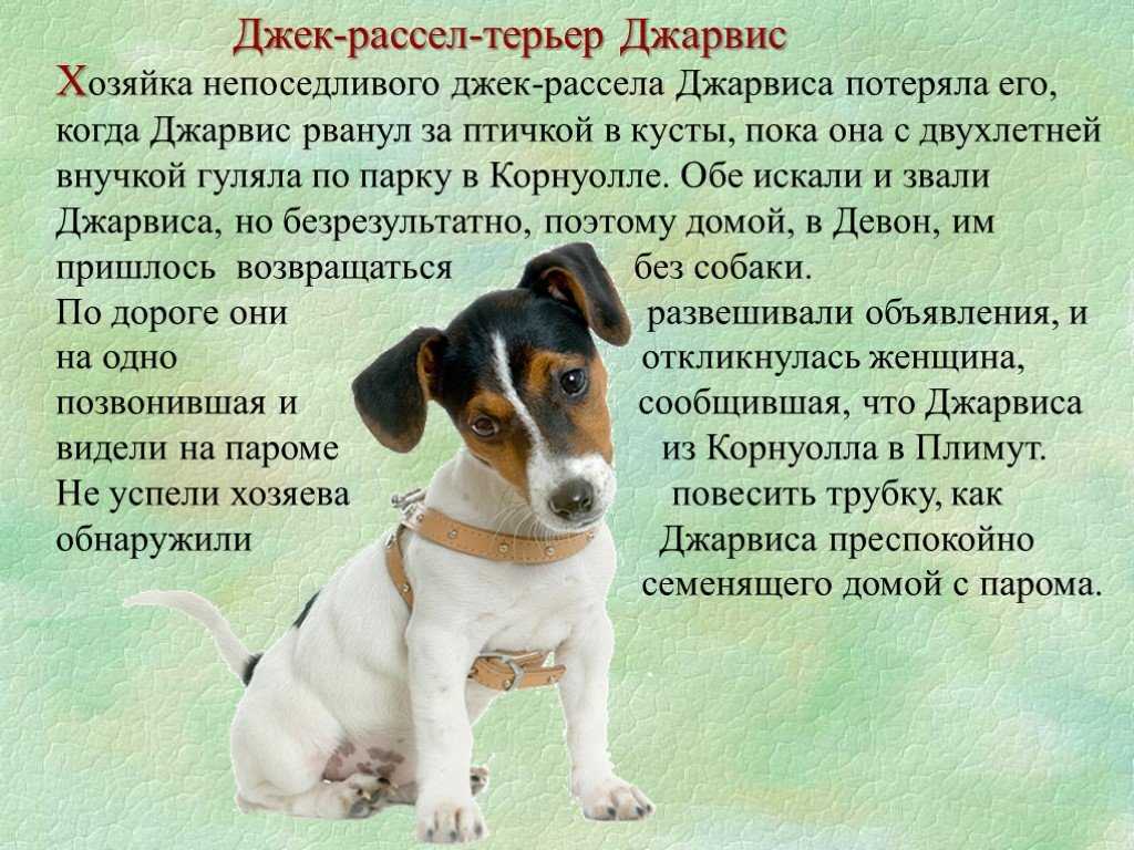 Джек рассел - 97 фото маленького охотника на лис, крыс и барсуков