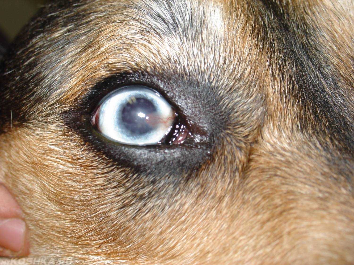 У собаки гноятся глаза. в чём проблема, и как это лечить?