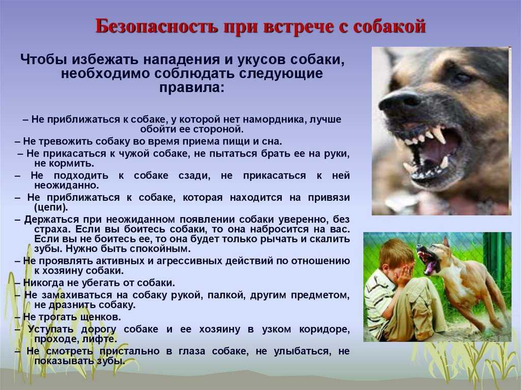 Укусила собака!