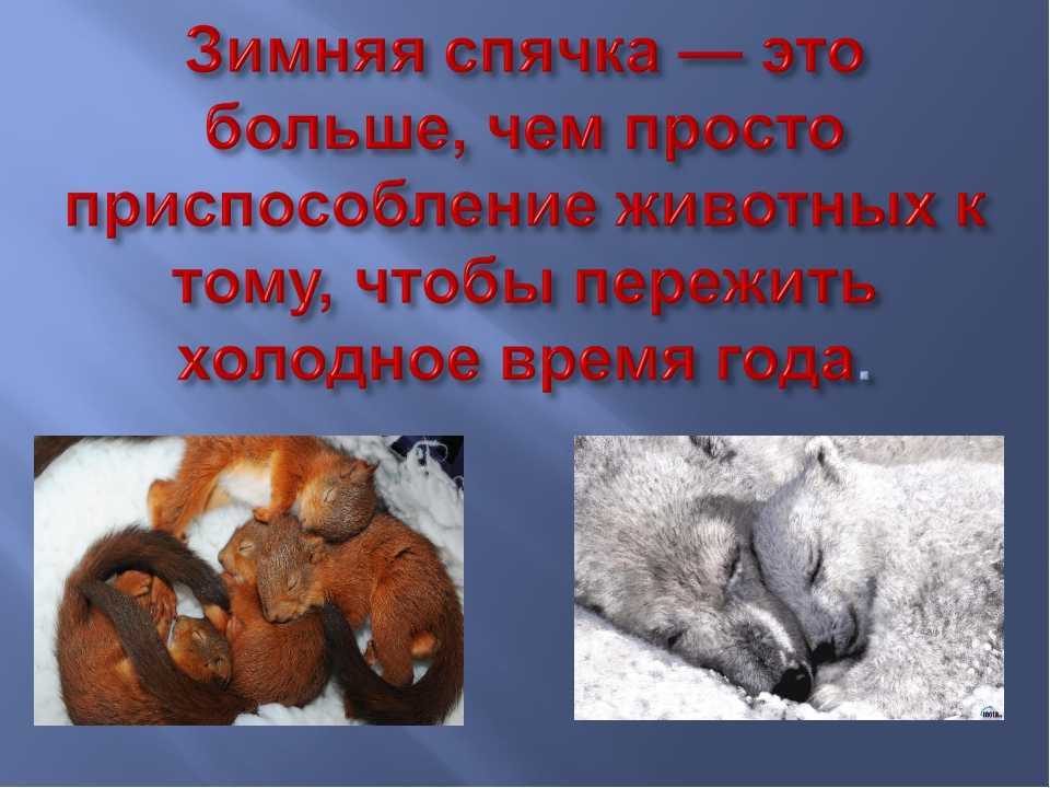Какие животные впадают в спячку зимой? список, характеристика и фото