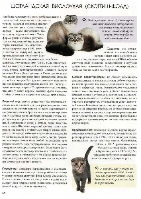 Чем кормить котенка шотландской вислоухой – правильный рацион, рекомендации