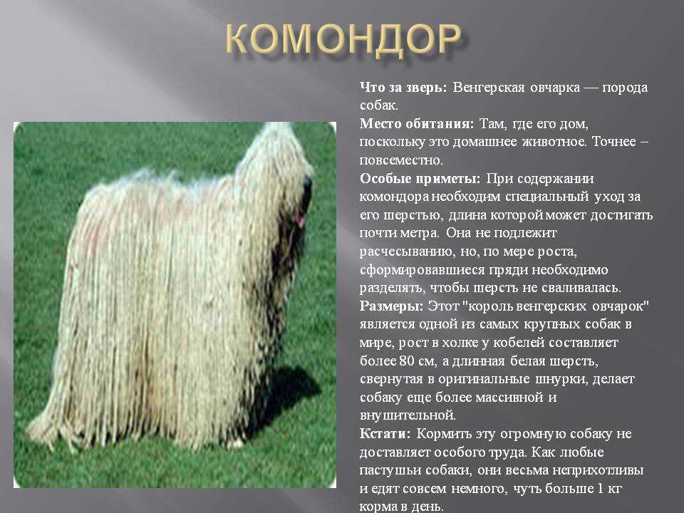 Комондор(венгерская овчарка) описание, плюсы и минусы, выбор щенка, питомники.