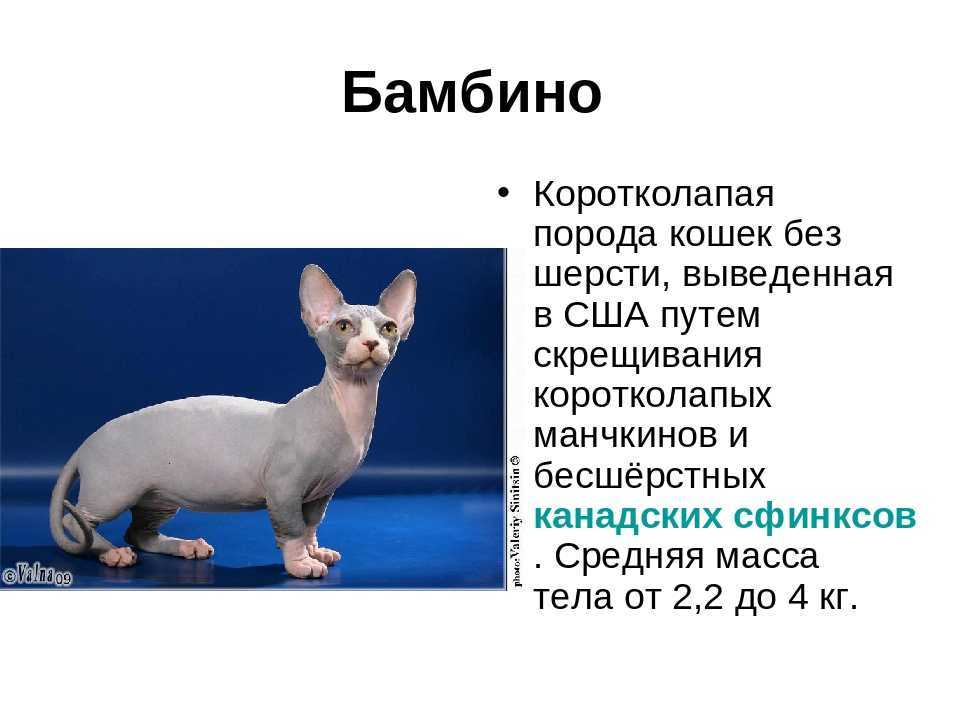 Бамбино: порода лысых кошек из группы сфинксов похожих на таксу, а еще вы увидите этих котов на фото