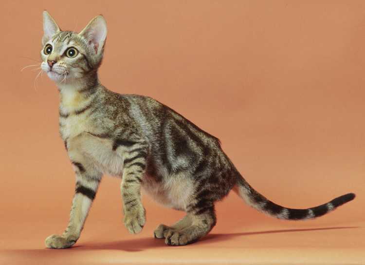 Сококе – кошка из кенийских лесов