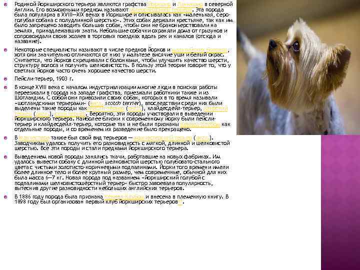 Йоркширский терьер – энциклопедия о собаках