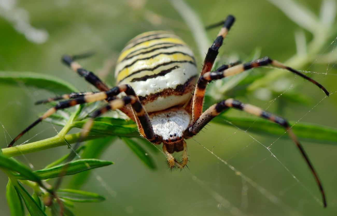Паук билайн ядовитый или нет. паук-оса аргиопа брюнниха: черно-желтая красотка с фото и описанием