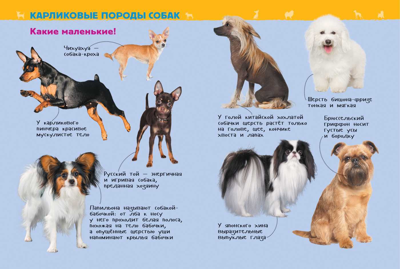 Маленькие породы собак для квартиры - названия и фото (каталог)