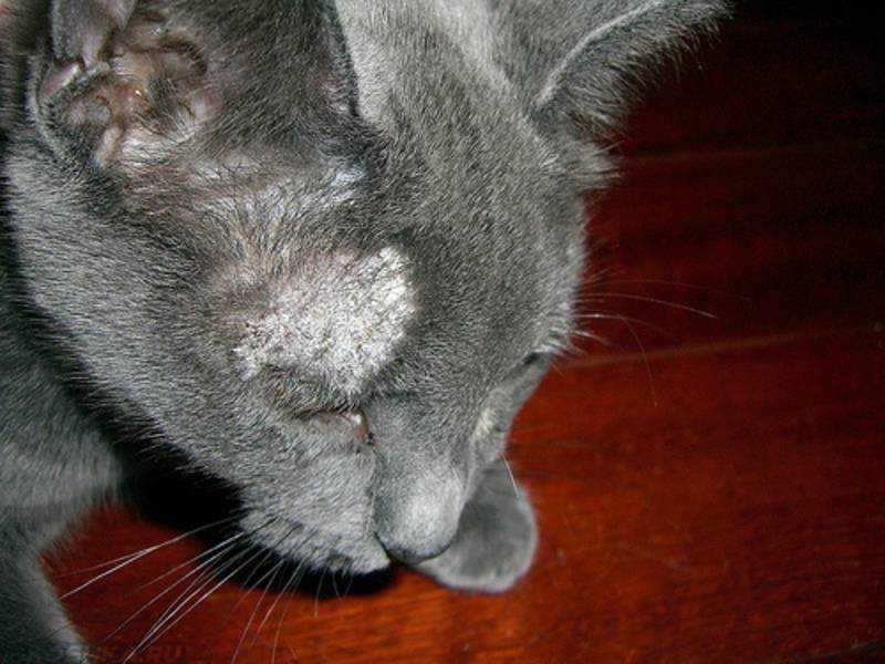 Неприятный запах от кошки: причины возникновения и методы устранения запаха | звери дома