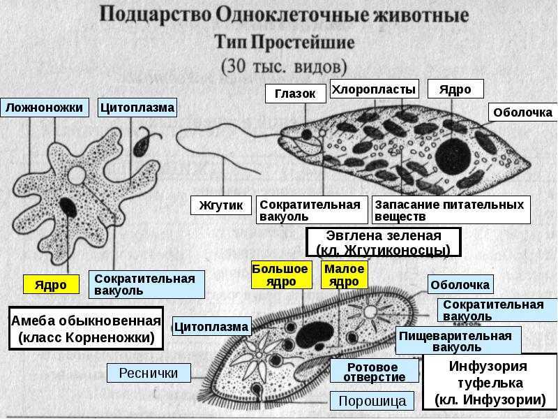 Одноклеточные: амеба, эвглена зеленая, инфузория-туфелька