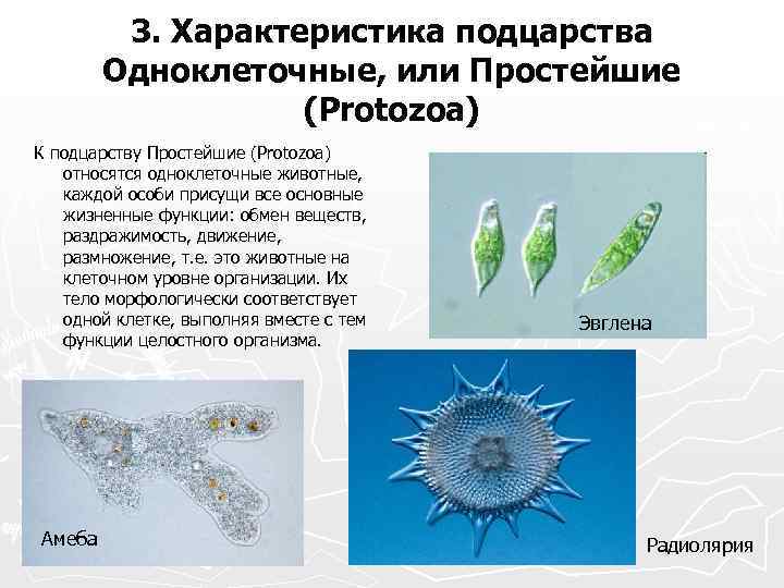 Строение инфузории-туфельки. питание, размножение, значение