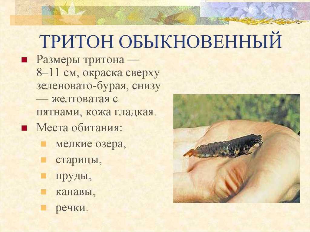 Что такое тритон? виды тритонов, описание, образ жизни и распространение :: syl.ru