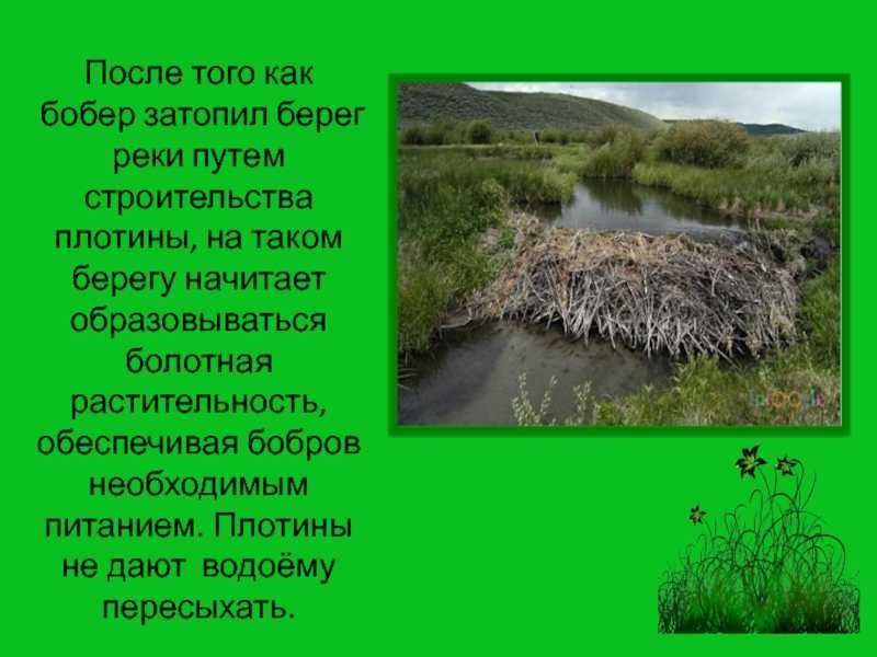 Обыкновенный бобр