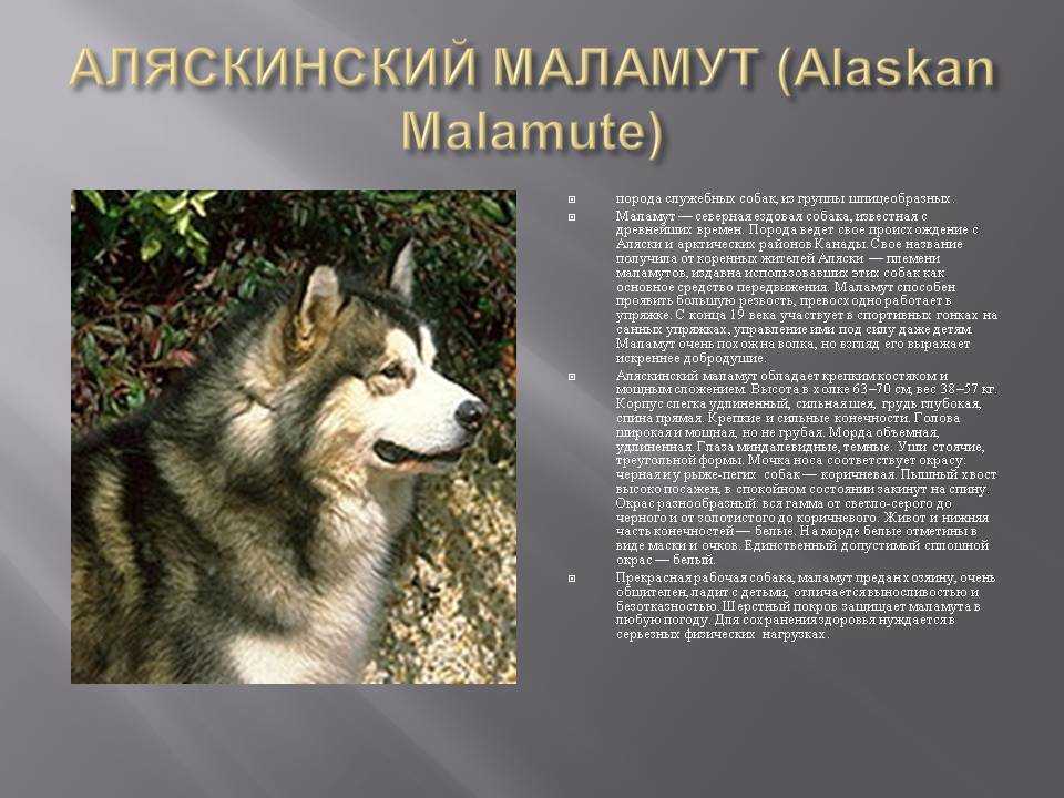 Аляскинский маламут: описание характеристики породы и отличия