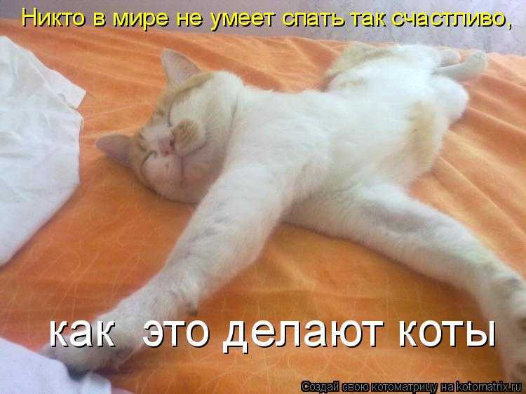 Почему моя кошка не спит по ночам?