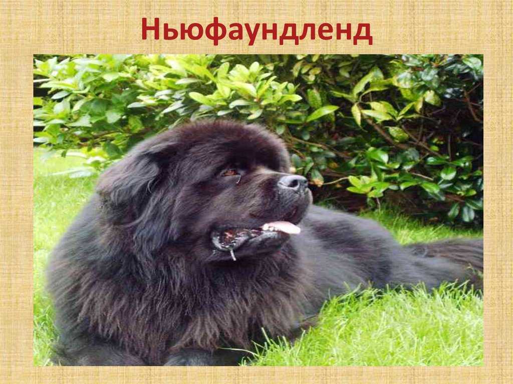 ᐉ описание породы ньюфаундленд - ➡ motildazoo.ru