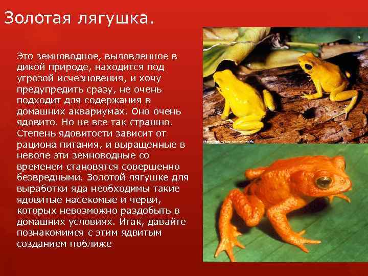 Серая жаба, чем питается, где обитает и как содержать дома
