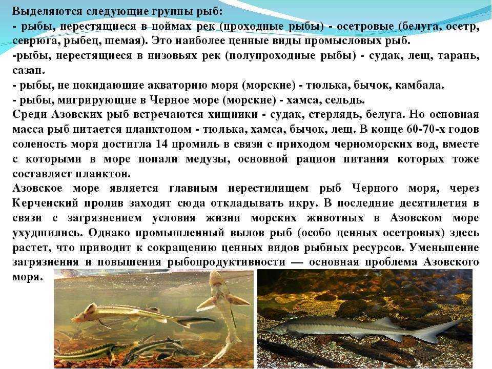 Как долго беременна рыба? — беременность у рыб — сайт эксперта по животным — howmeow