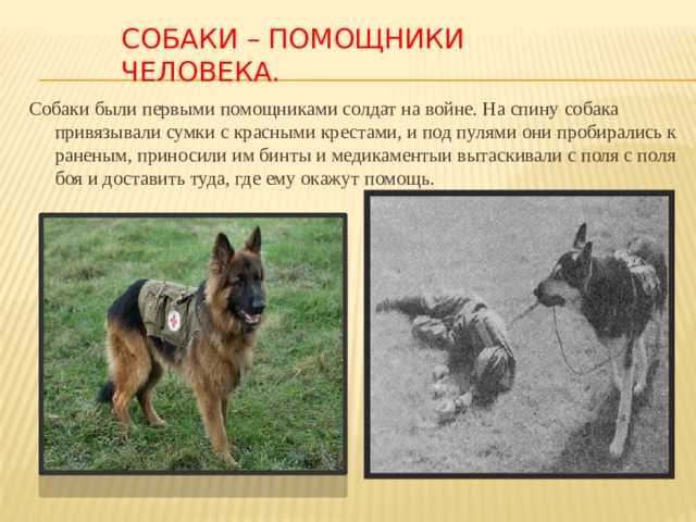 Содержание таксы – советы и рекомендации