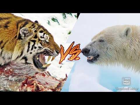 Кто сильней медведь или тигр?