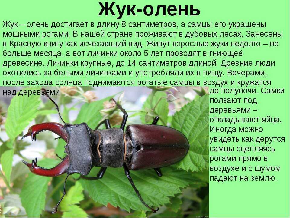 Виды жуков. классификация, особенности строения и поведения, название и фото видов жуков | животный мир
